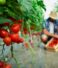 Tomatoes: Fresh Flavour and Useful Nutrients