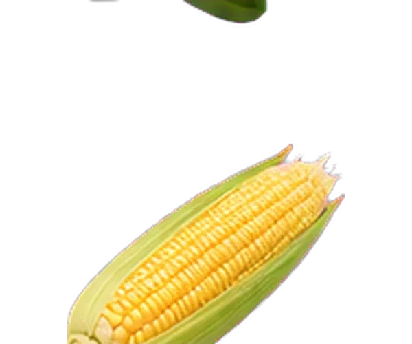 corn