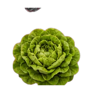Lettuce