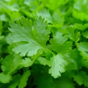 Fresh coriander