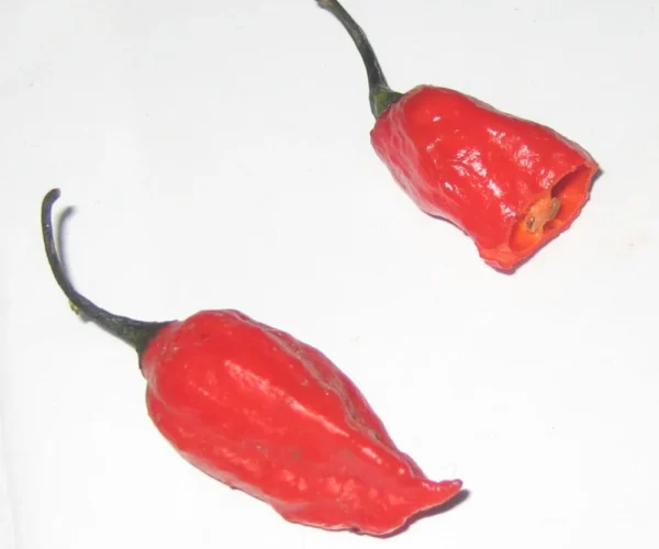 Fresh red ghost chillies Fresh red ghost chillies