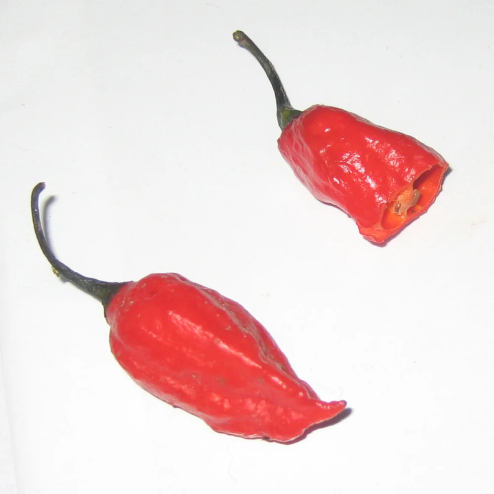 Fresh red ghost chillies