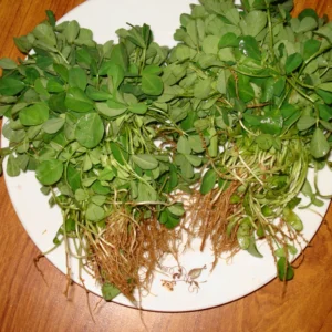 Fresh methi