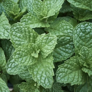 Fresh mint