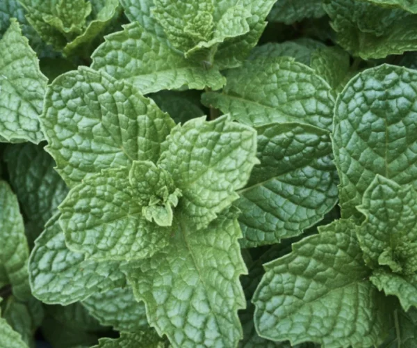 Fresh mint Fresh mint