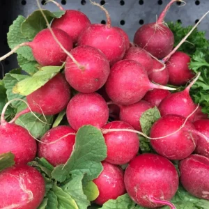 Fresh radishes