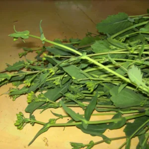 Fresh rapini (broccoli rabe) greens