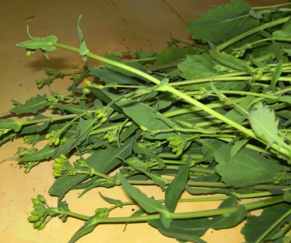 Rapini Fresh rapini (broccoli rabe) greens