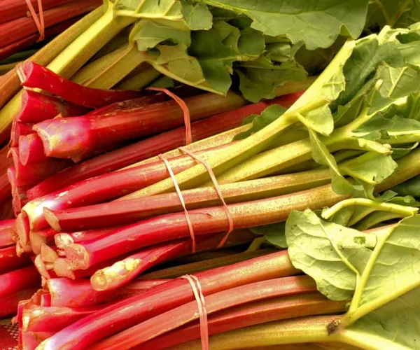 Fresh rhubarb Fresh rhubarb