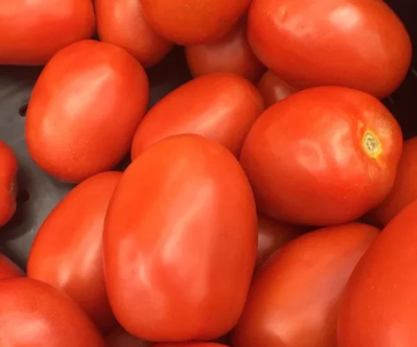 Fresh roma tomatoes Fresh roma tomatoes