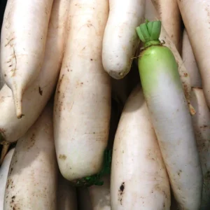 Fresh white radish